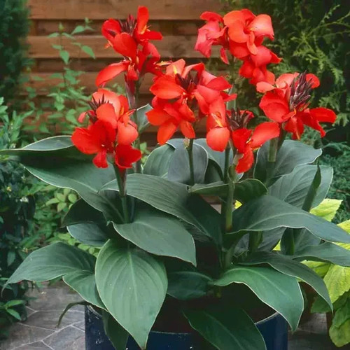 Canna cannova scarlet plant - cannova,