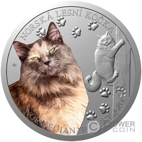 Norwegian forest cat - norwegian,