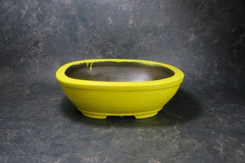Genuine japanese bonsai - bonsai, pot