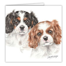 Cavalier King Charles Spaniel
