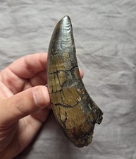 Monster T-Rex Tooth Giant Size Museum Tyrannosaurus Rex Fossil Dinosaur Teeth