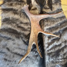 Moose Antler, naturally shed