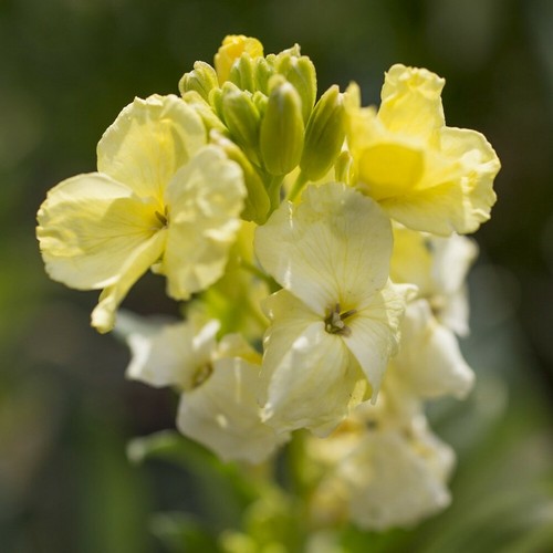 100 erysimum cheiri - 100, primrose