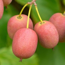 Kiwi Actinidia arguta Ken's