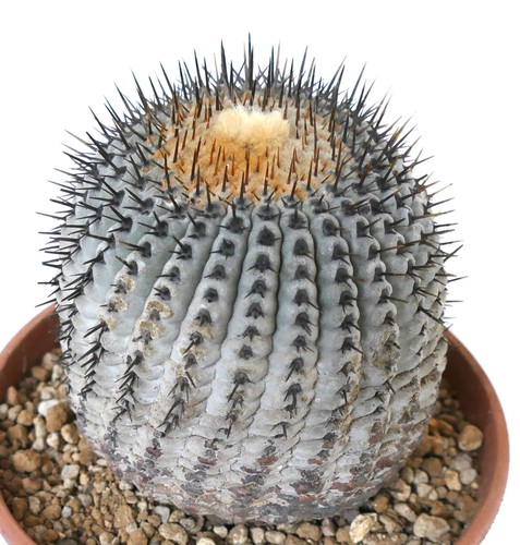 Copiapoa column dawn seeds - column-dawn,