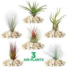 Tillandsia Mix - 3 Plants -