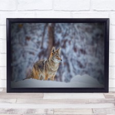 Coyote Animal Wildlife Nature