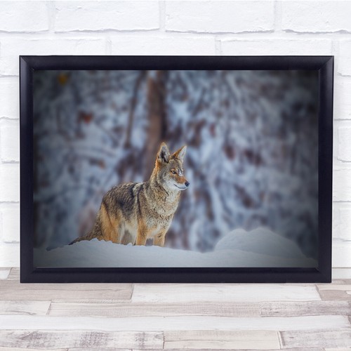 Coyote animal wildlife nature - coyote,
