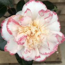 Camellia Margaret Davis | 7.5 Litre Pot | White Flowers with Pink Picotee Edge