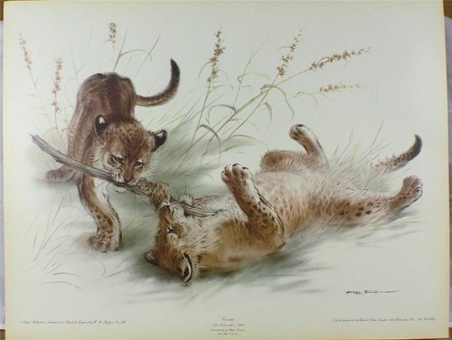 Print combat ralph - /,