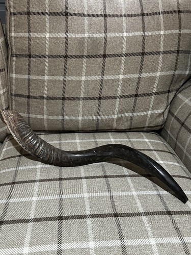 Large animal curly horn - curly,