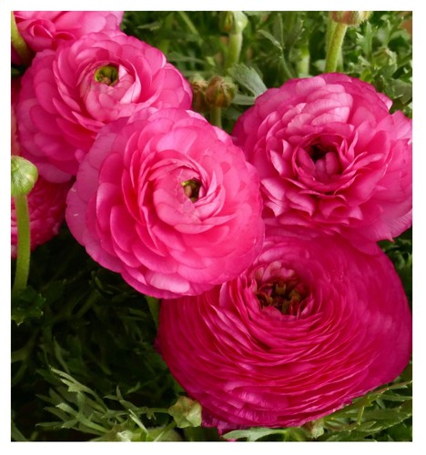 Ranunculus pink corms summer - pink,