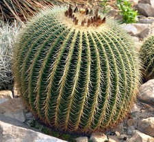 Echinocactus grusonii  Golden