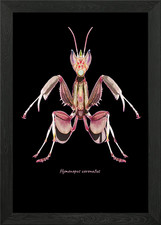 Pink orchid mantis framed - framed, wall