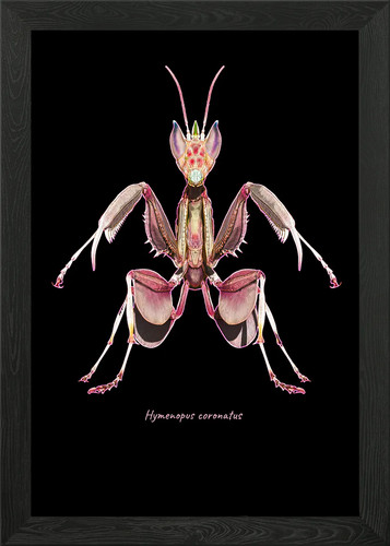 Pink orchid mantis - mantis, framed