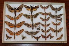 Butterfly  x25  Sphingidae  Hawk Moths in wooden storebox