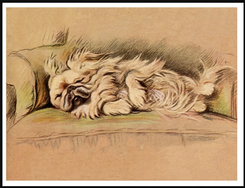 Pekingese dog sleeping lovely - pekingese,
