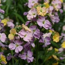 Erysimum Cheers™ Sun-Kissed Amethyst Perennial Wallflower Plug Plants Pack x6