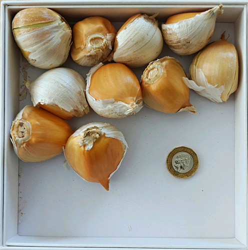 Large elephant garlic - garlic,