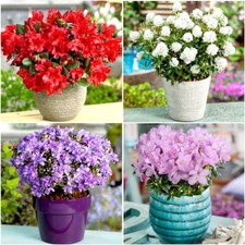 [x4] Dwarf Rhododendron Collection | Variety-Pack |  Pot Plants | Shrubs