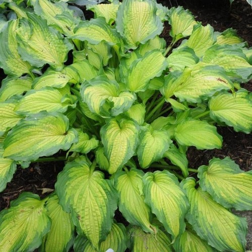 Hosta emerald ruff cut - ruff, cut'