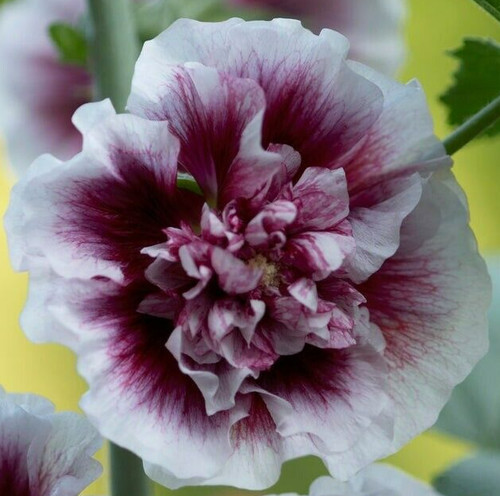 Creme cassis hollyhock - creme,