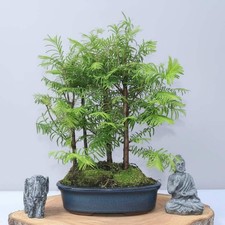 Dawn redwood - dawn, (metasequoia)
