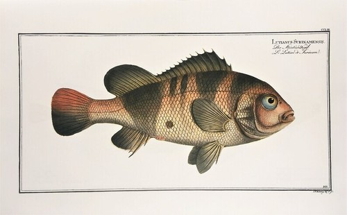 Marcus elieser bloch large - elieser,