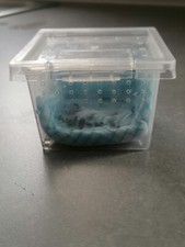 Stick Insect, Leaf Insect