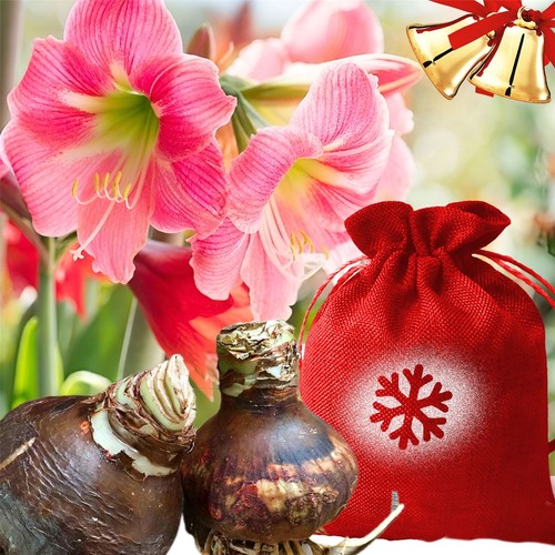 Pink flower amaryllis 30cm - 1,