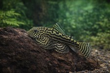 Reticulated hillstream loach - reticulated,