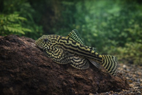 Reticulated hillstream loach - reticulated,