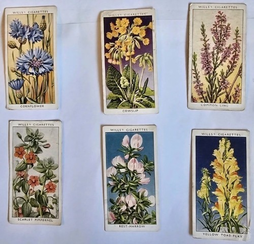 Antique 1913 wild - antique:, "wild