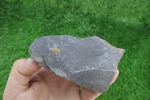 Cyclopyge trilobite fossil - trilobite,