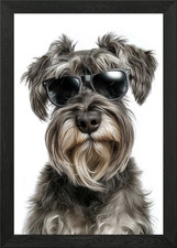 Cool Cesky Terrier dog with