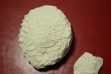 Vintage brain coral two - brain, pieces