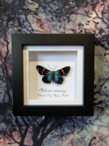 Vibrant day flying moth - vibrant,