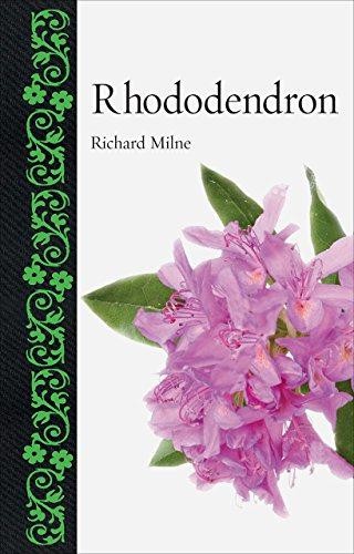 Rhododendron - ,