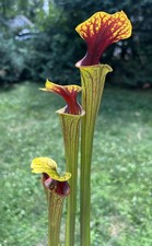 Sarracenia flava ornata