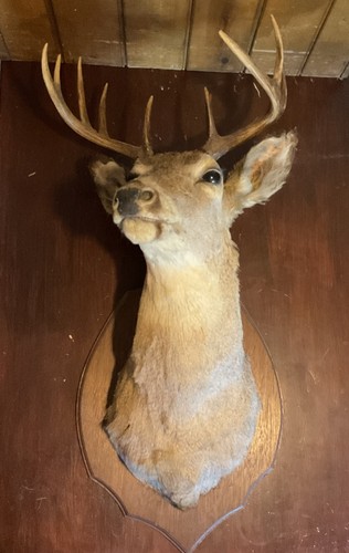 Mule deer fantastic shoulder - a,