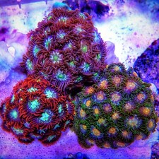 Multi-Colour Zoa Frag Bundle