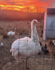 *8* White Rhea Hatching