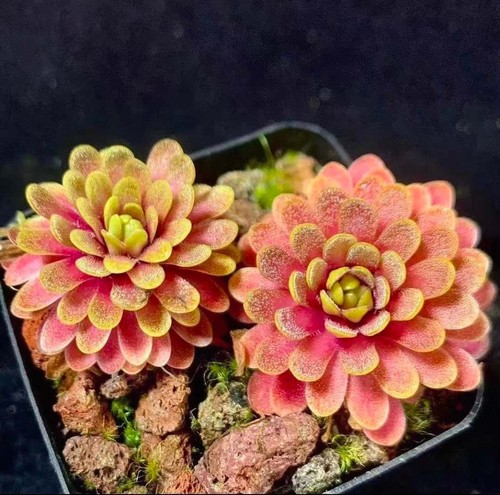 Pinguicula red emarginata x - 'red,