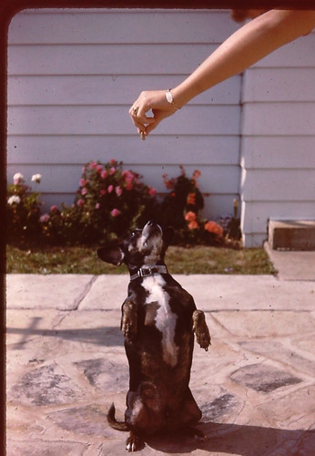 Slide dog sitting up to - sitting,