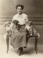 TIBETAN SPANIEL CHARMING DOG