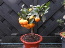 ORANGE TREE-   HAS VERY SMALL ORANGES  IN JAPANESE STYLE PLASTIC BONSAI POT