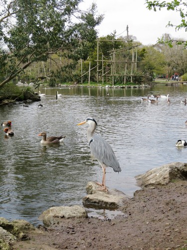 Photo lake fota wildlife - a2,