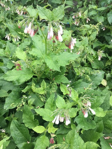 Comfrey plant root cuttings - root,