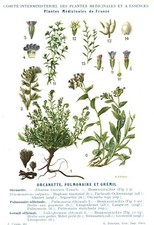 Botany Engraving Medicinal