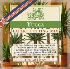 Yucca Tree Premium Potting